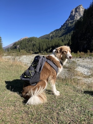 Cane con lo zaino AIUM in spalla